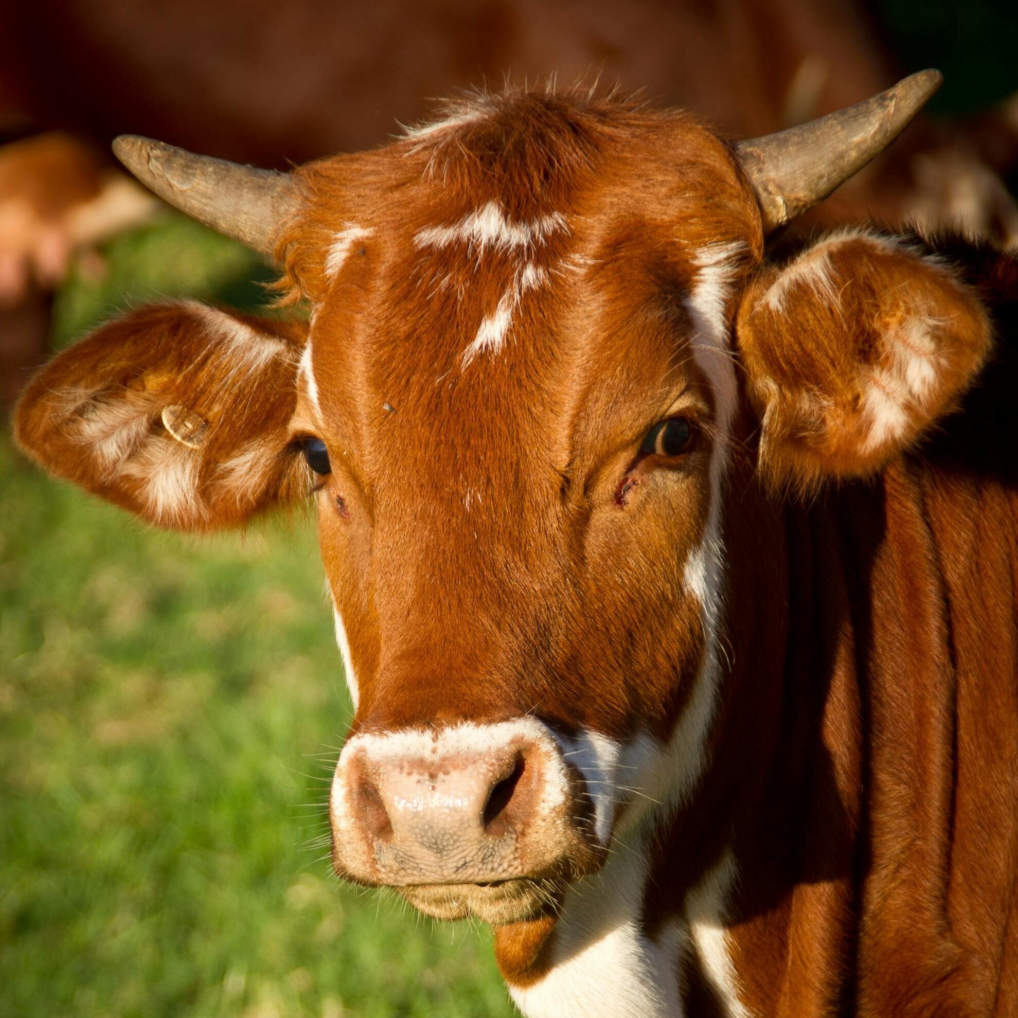 Animal nutrition
