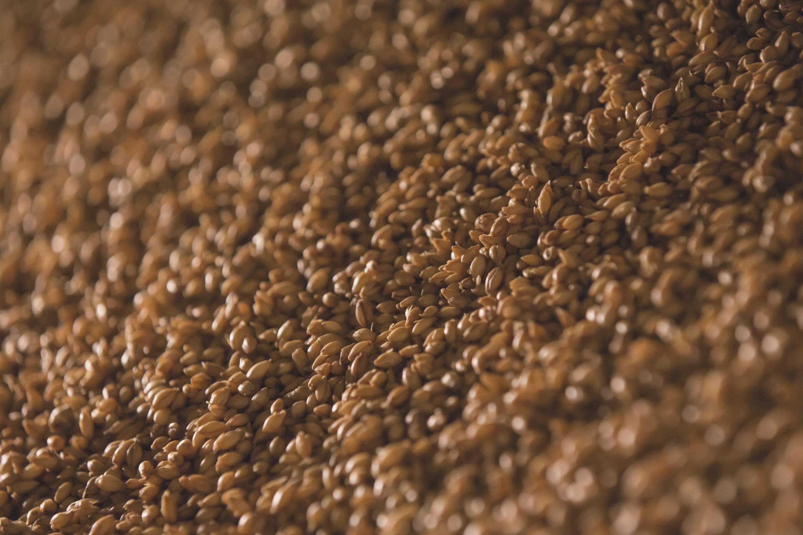 A detailed and textured view of barley grains, suitable for brewing and culinary uses.